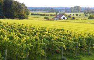 Montferland Wijngoed