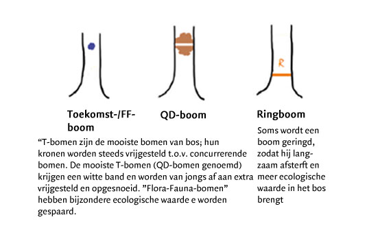 Het bos-alfabet 2