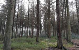 Fijnsparren aangetast