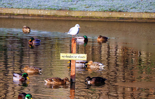 vogels-gracht